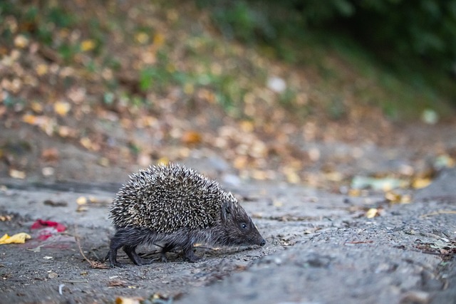 范德萨观战曼联4-1狼队，获官方俏皮回应